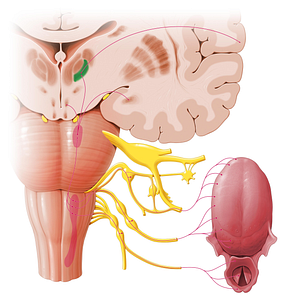 Ventral posteromedial nucleus (#7268)