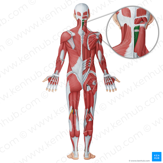 Semispinalis capitis muscle (#18741)