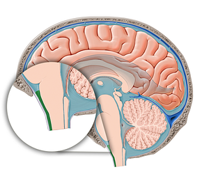 Spinal subarachnoid space (#12081)