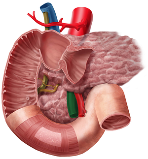 Superior mesenteric vein (#10428)