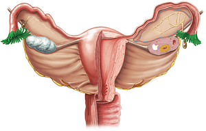 Fimbriae of uterine tube (#3645)