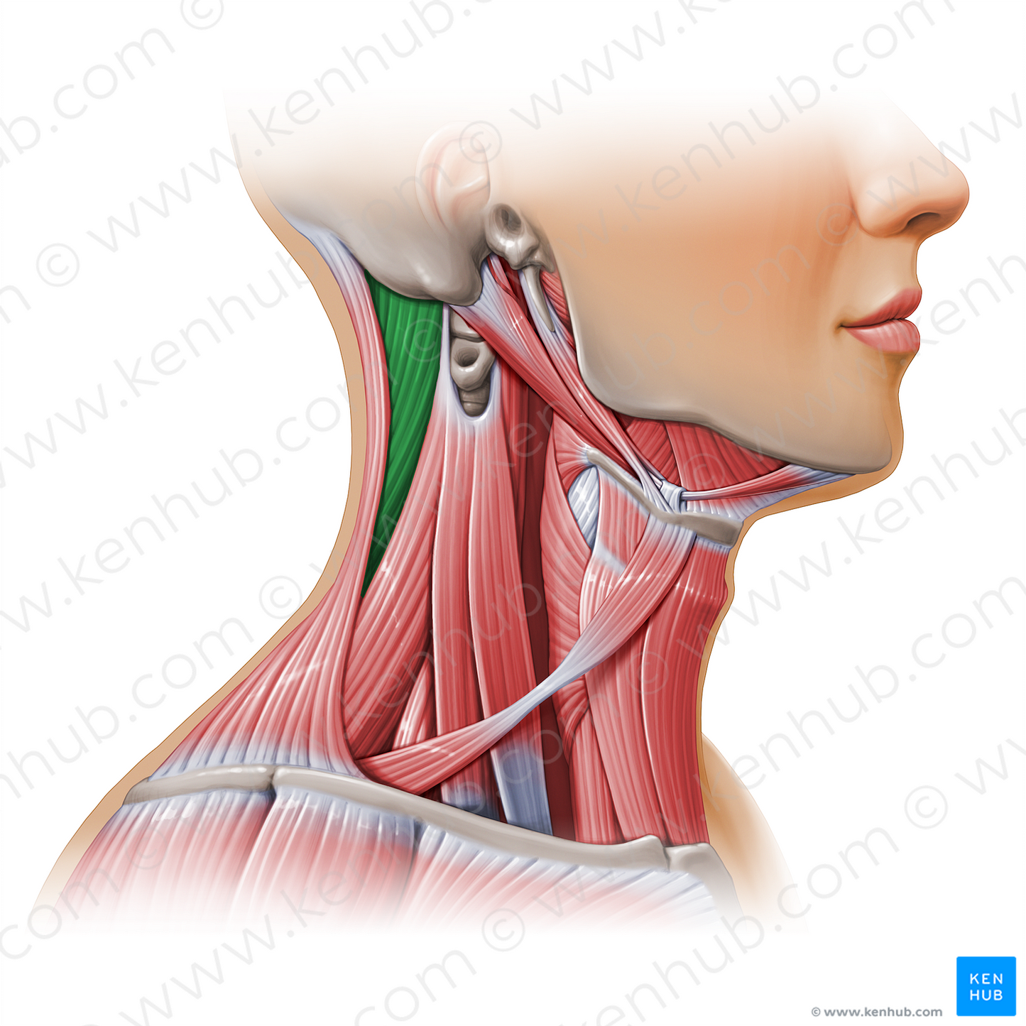 Splenius capitis muscle (#11156)