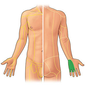 Dorsal branch of ulnar nerve (#21932)