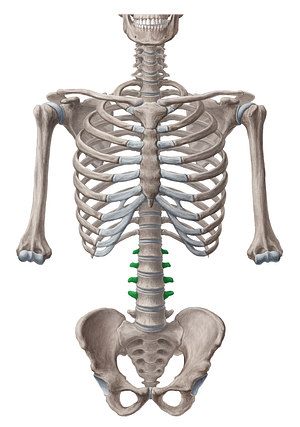 Transverse process of vertebrae L1-L4 (#8323)