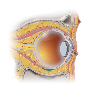 Inferior oblique muscle (#5649)