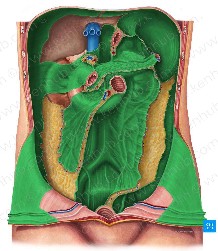 Parietal peritoneum (#7882)