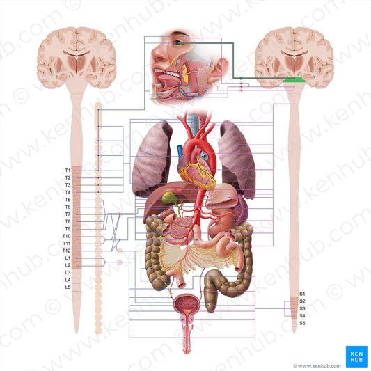 Oculomotor nerve (#18557)