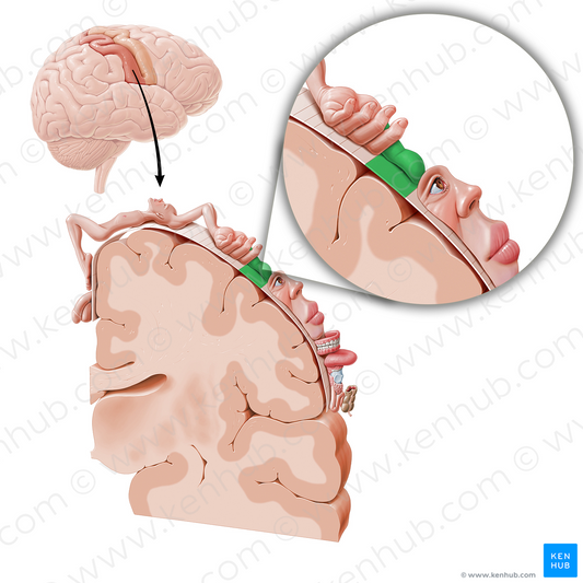 Sensory cortex of thumb (#11062)