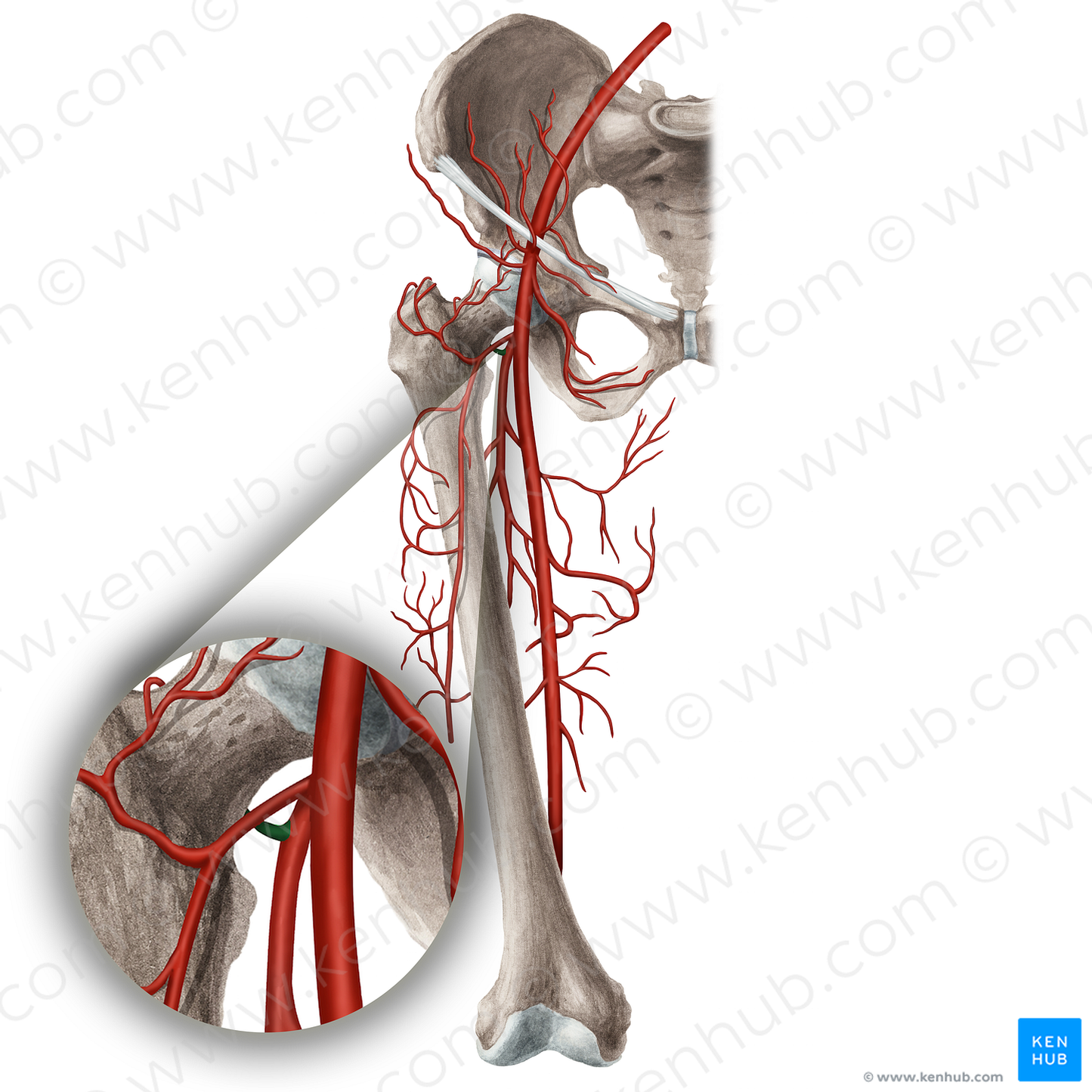 Medial circumflex femoral artery (#1034)
