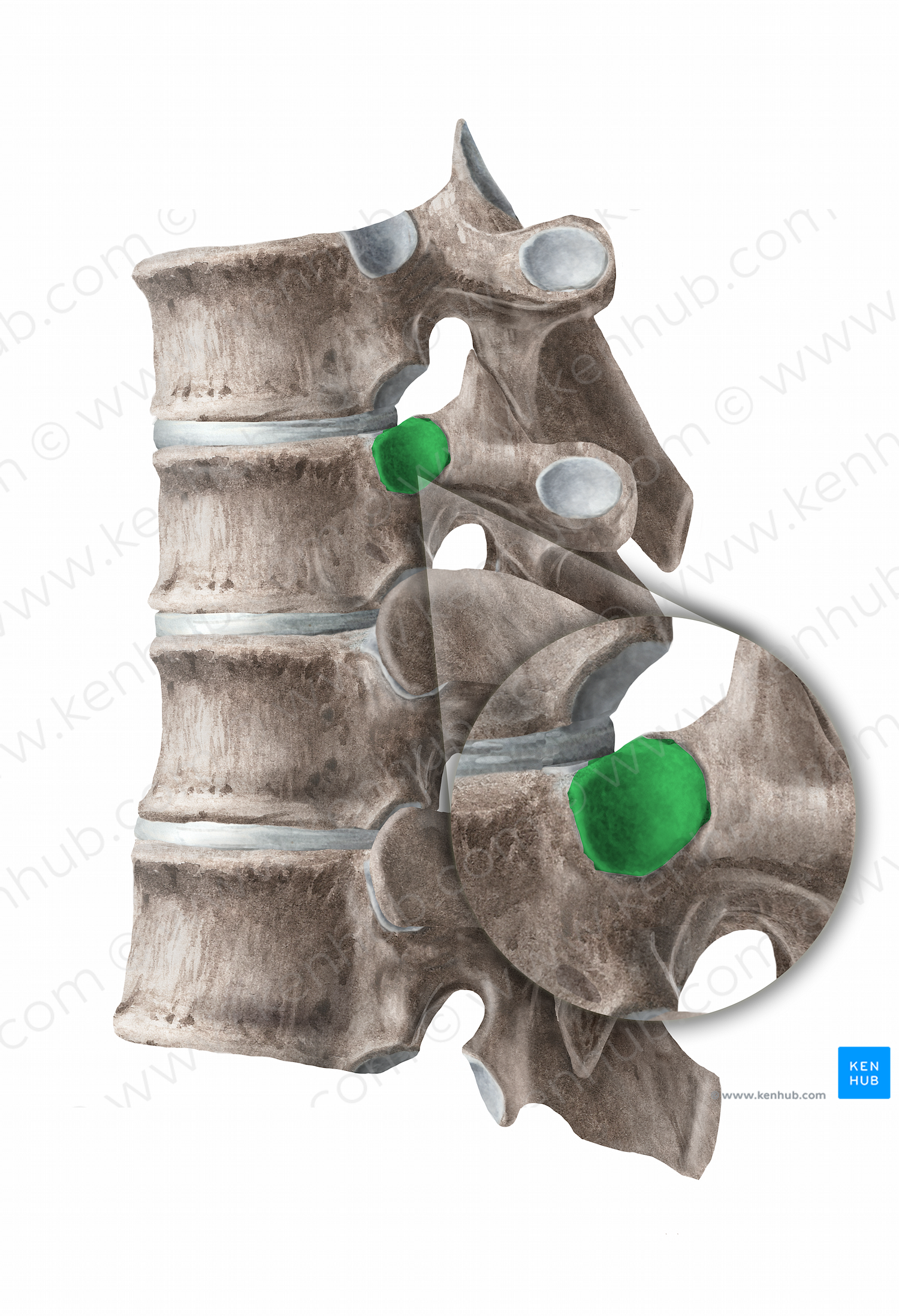 Superior costal facet of vertebra (#11271)