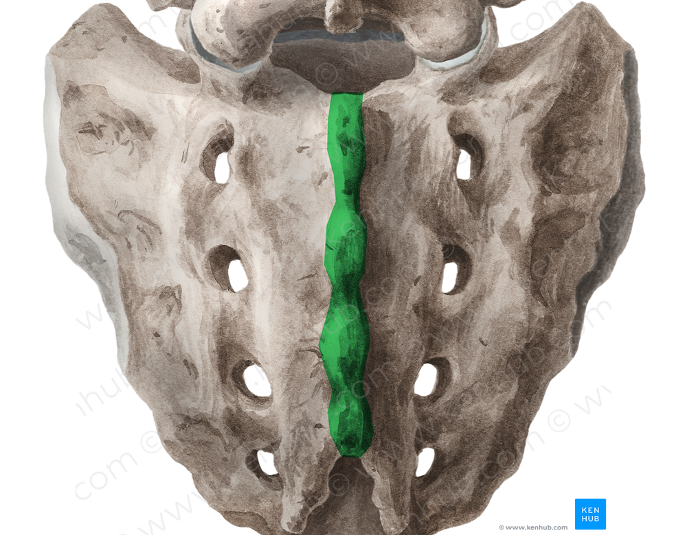 Median sacral crest (#3129)