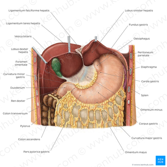 Stomach in situ (Latin)