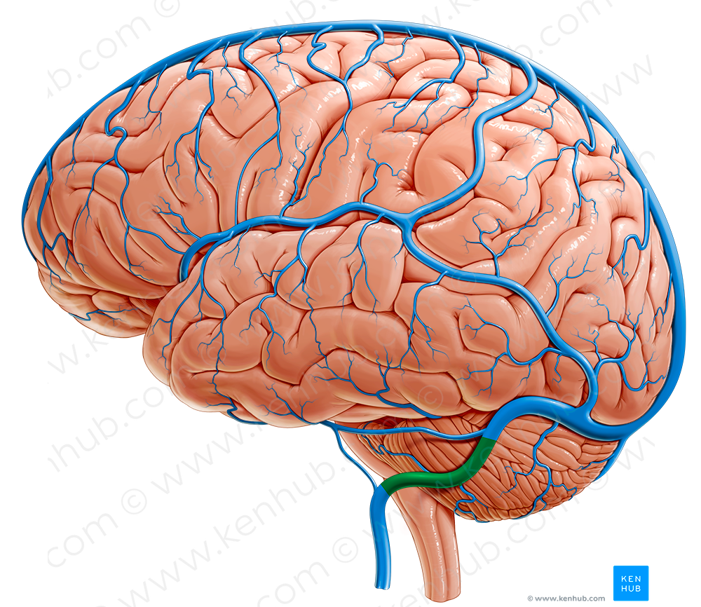 Sigmoid sinus (#9057)