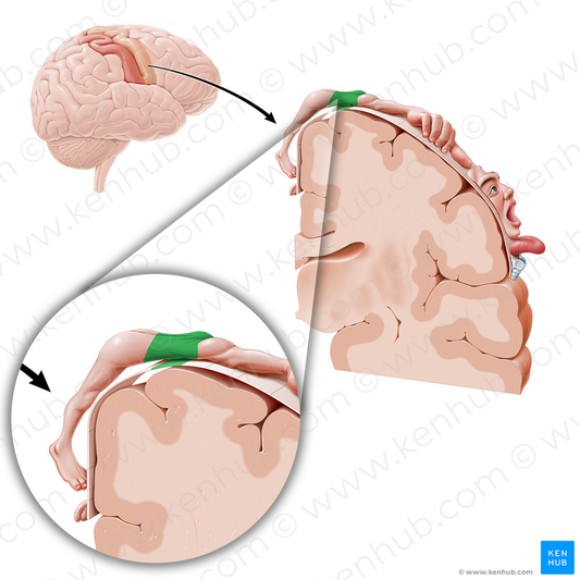 Motor cortex of trunk (#11089)