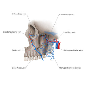 Veins of pterygopalatine fossa (English)