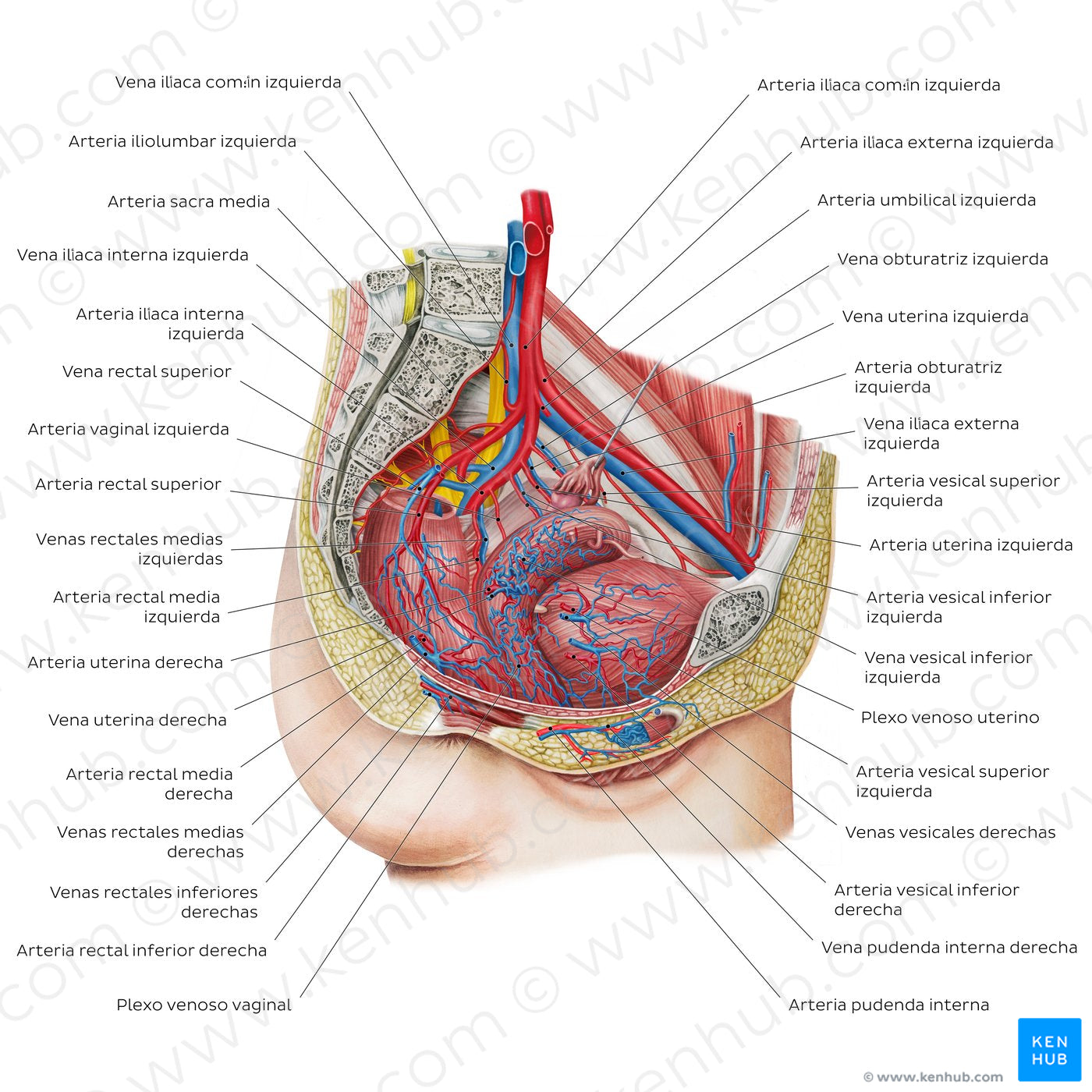 Blood supply of the female pelvis (Spanish)