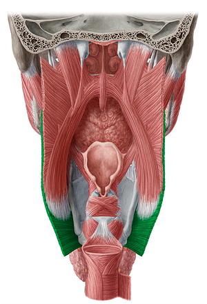 Inferior pharyngeal constrictor muscle (#5261)