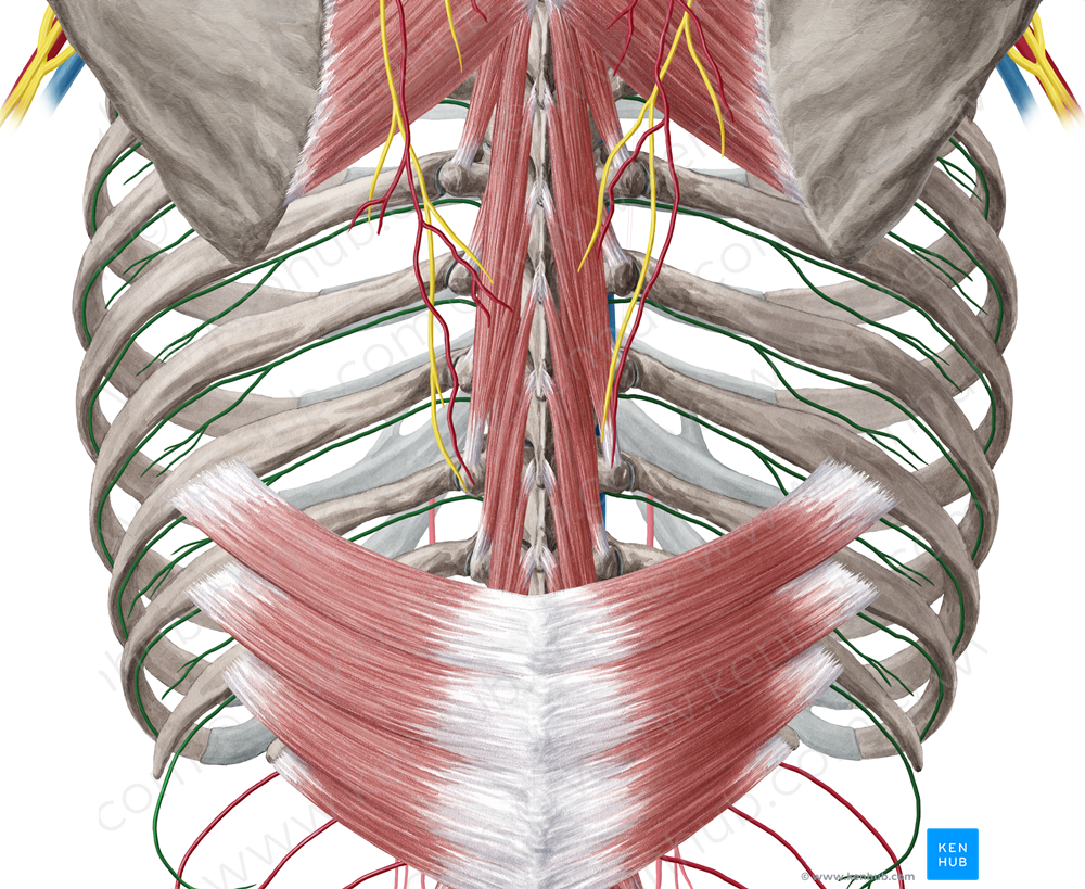 Posterior intercostal artery (#1153)