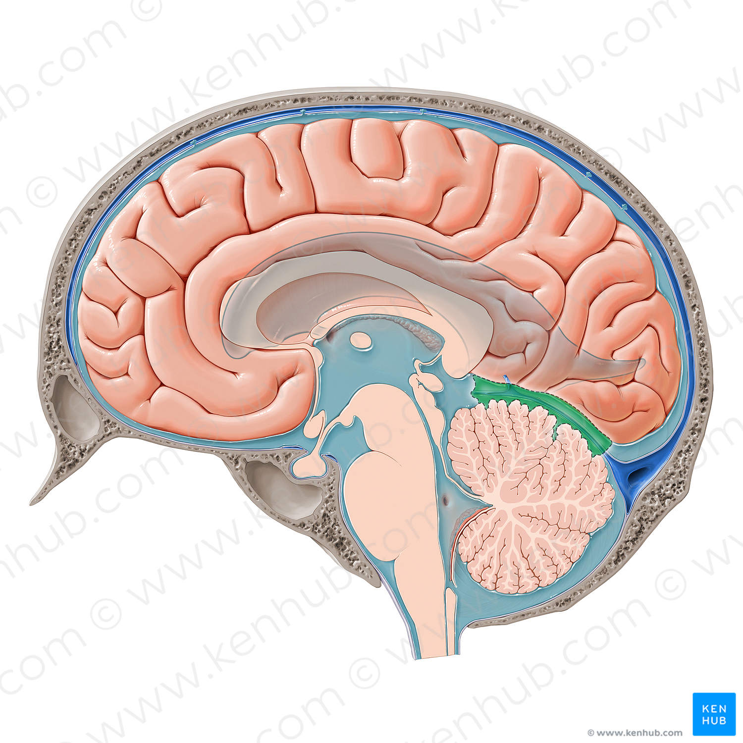 Superior cerebellar cistern (#21445)