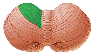 Anterior quadrangular lobule of cerebellum (#4765)