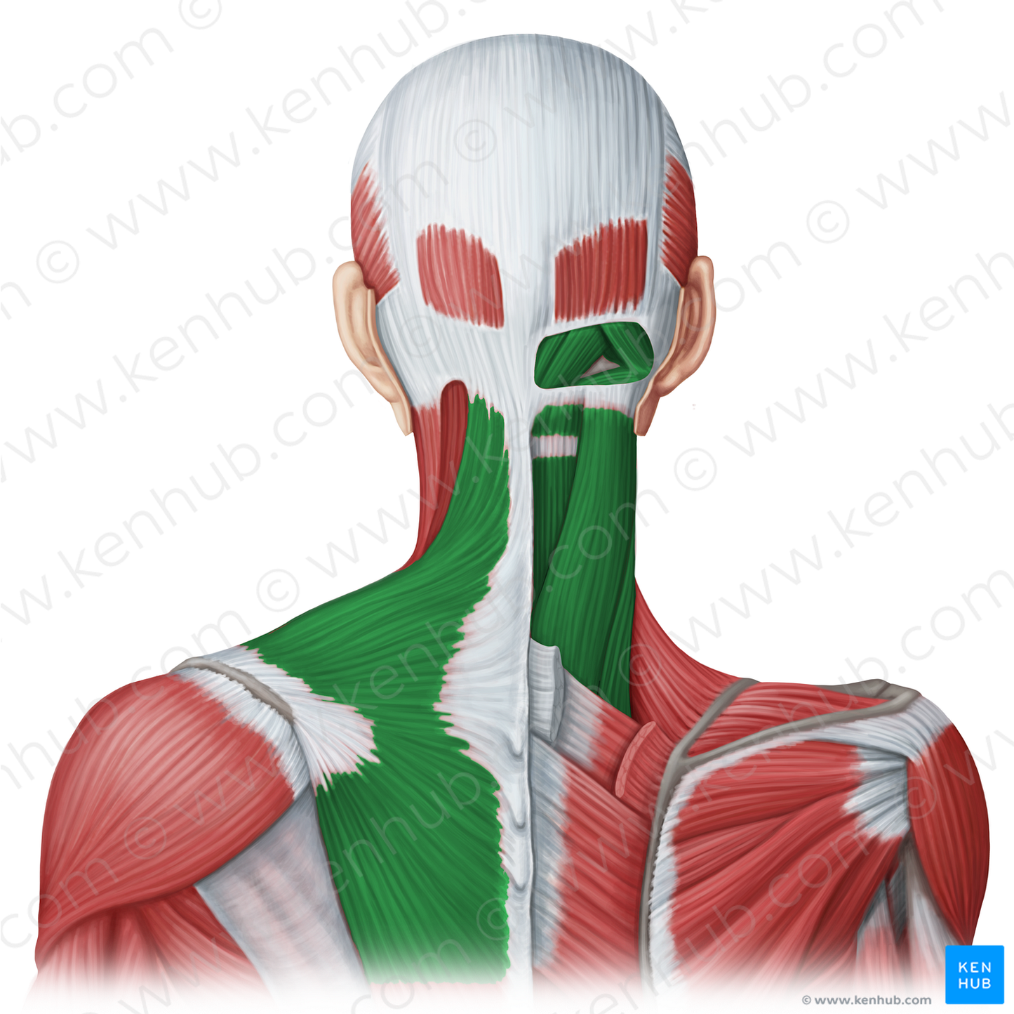 Posterior neck muscles (#20079)