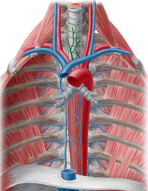 Inferior thyroid vein (#10649)