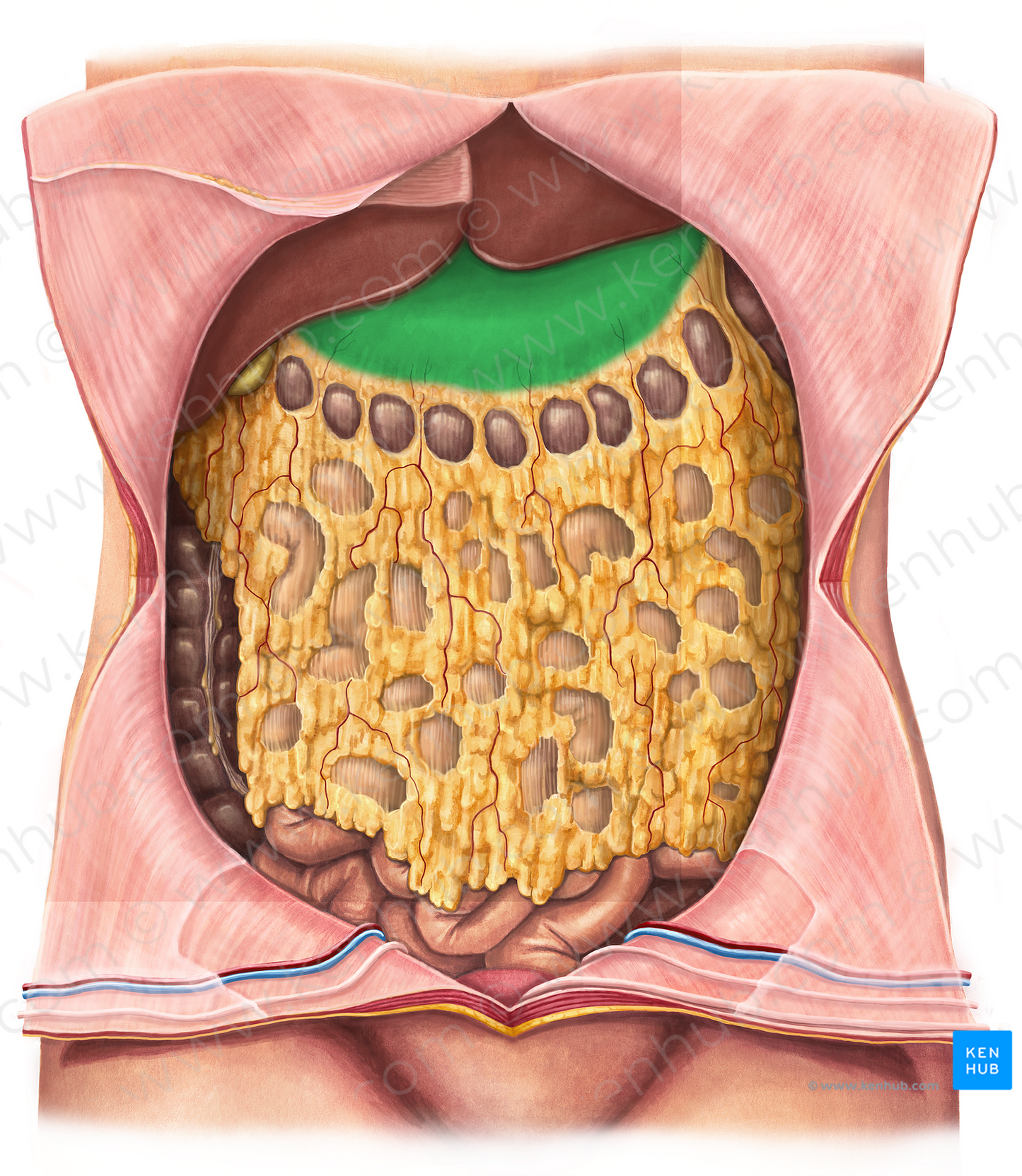 Stomach (#4054)