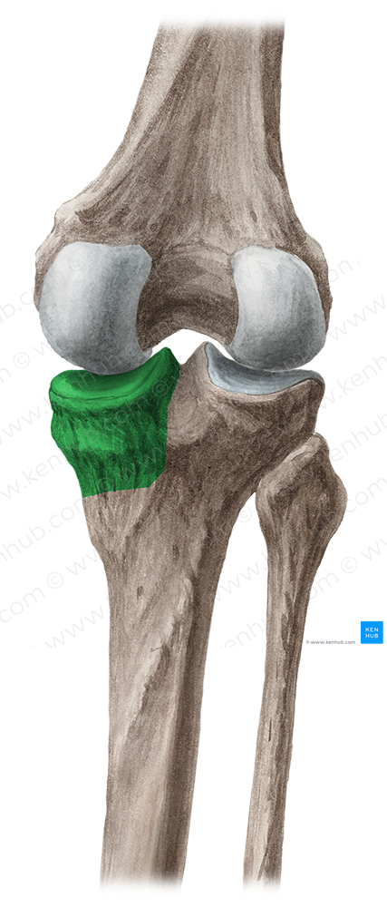 Medial condyle of tibia (#2825)