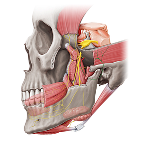 Auriculotemporal nerve (#20463)