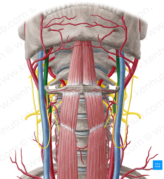 Internal carotid artery (#977)