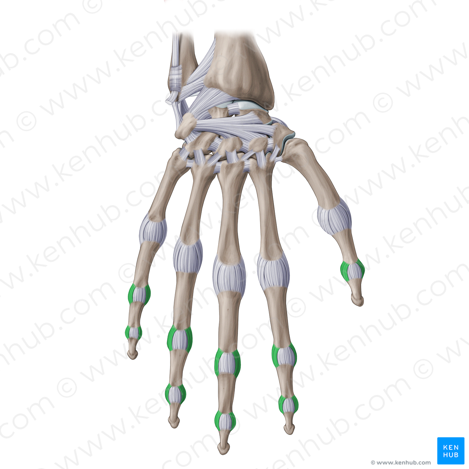 Proper collateral interphalangeal ligaments of hand (#20977)