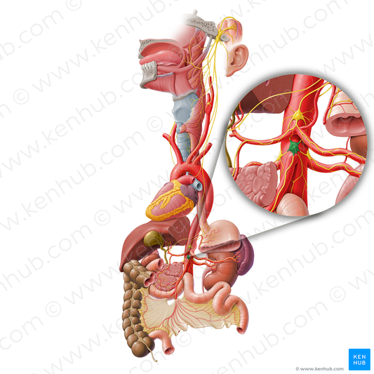 Superior mesenteric ganglion (#3989)