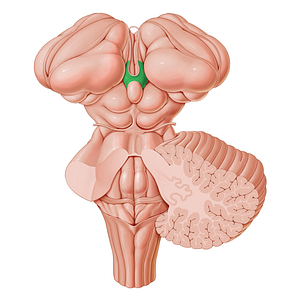 Habenular trigone (#9551)