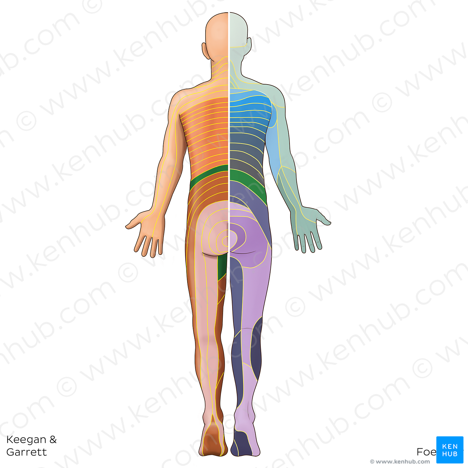 L1 dermatome (#20793)