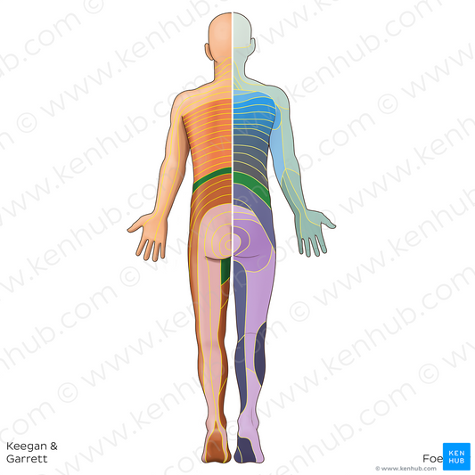 L1 dermatome (#20793)