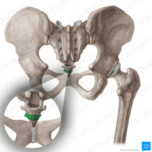 Vertebra Co2 (#16052)