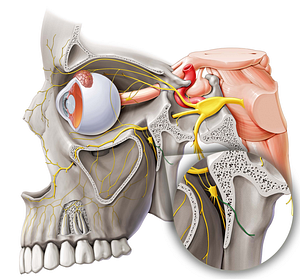 Pharyngeal nerve (#6679)