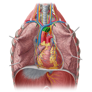 Aortic arch (#818)