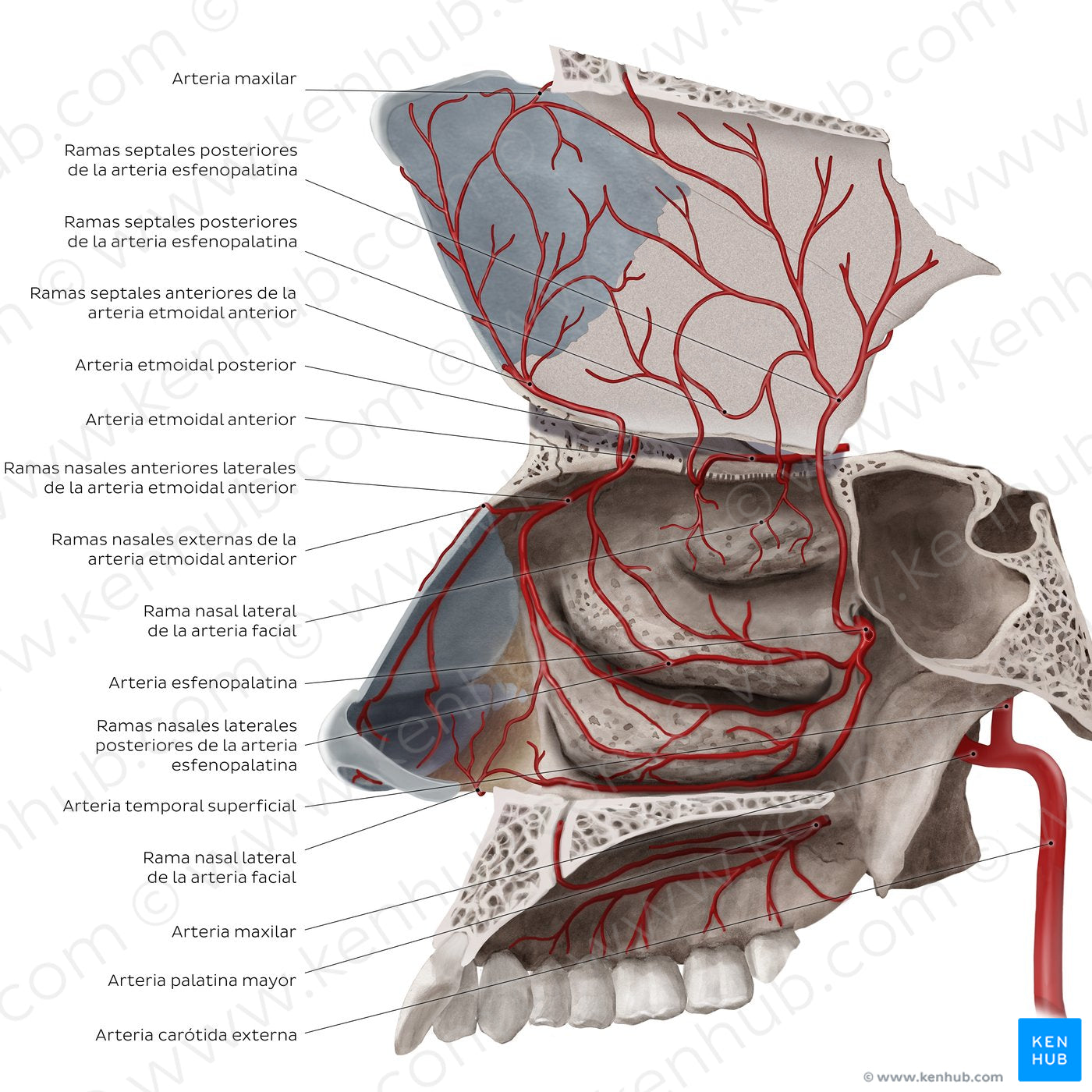 Arteries of the nasal cavity (Spanish)