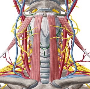 Superior thyroid artery (#1933)