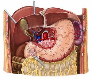 Anterior superior pancreaticoduodenal artery (#1598)