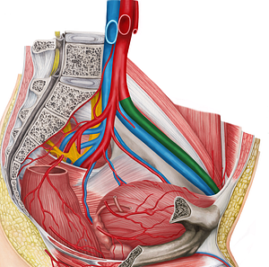 Left external iliac artery (#1411)