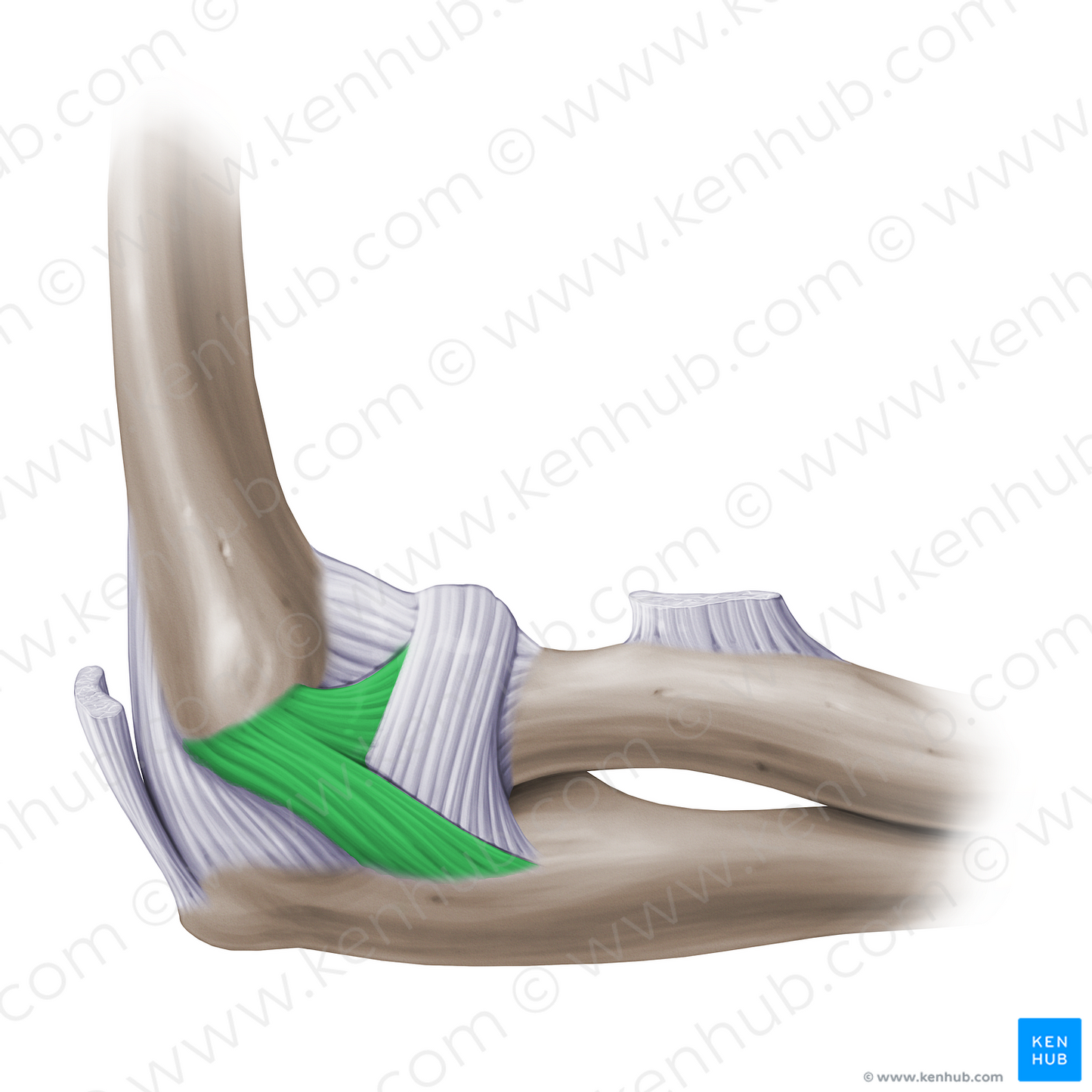 Radial collateral ligament of elbow joint (#14158)