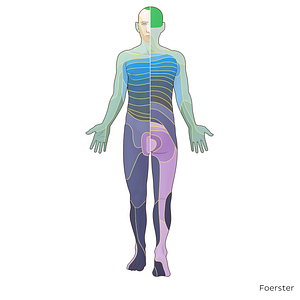 C2 dermatome (#20896)