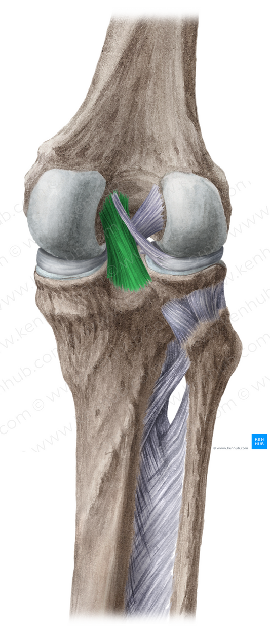Posterior cruciate ligament (#4522)