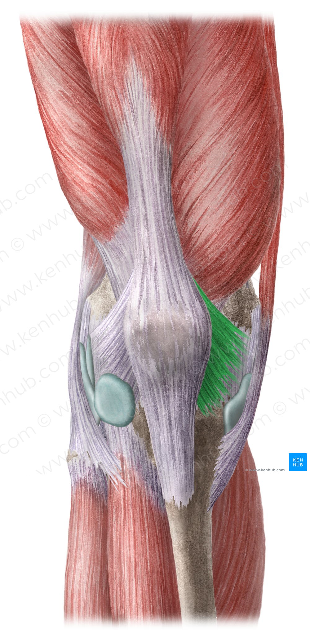 Medial patellar retinaculum (#8936)