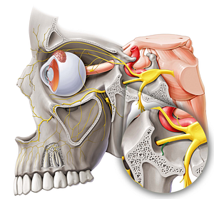 Meningeal branch of maxillary nerve (#8738)