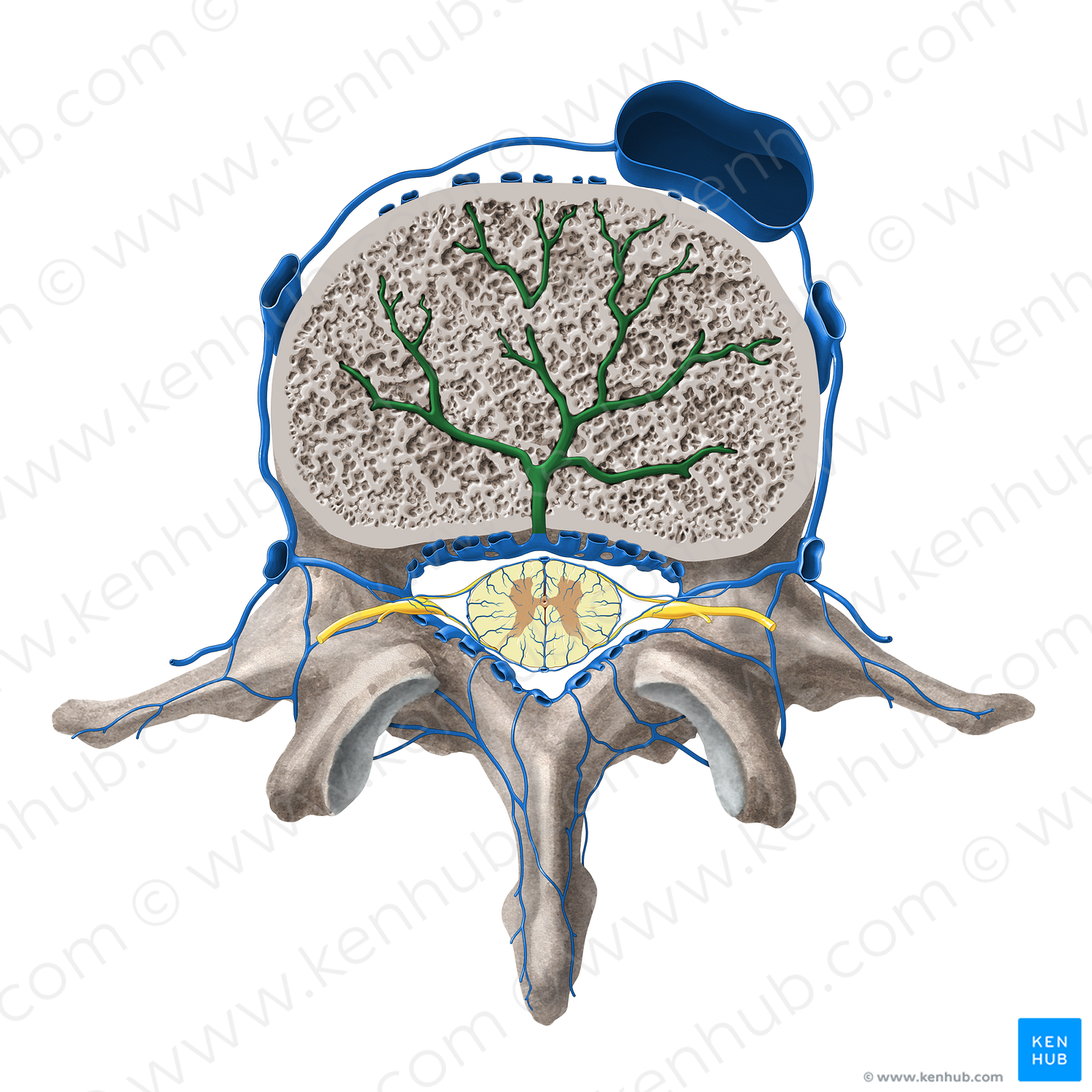 Basivertebral veins (#10132)