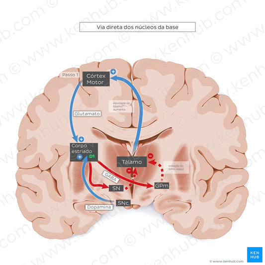 Direct pathway of the basal ganglia (Portuguese)