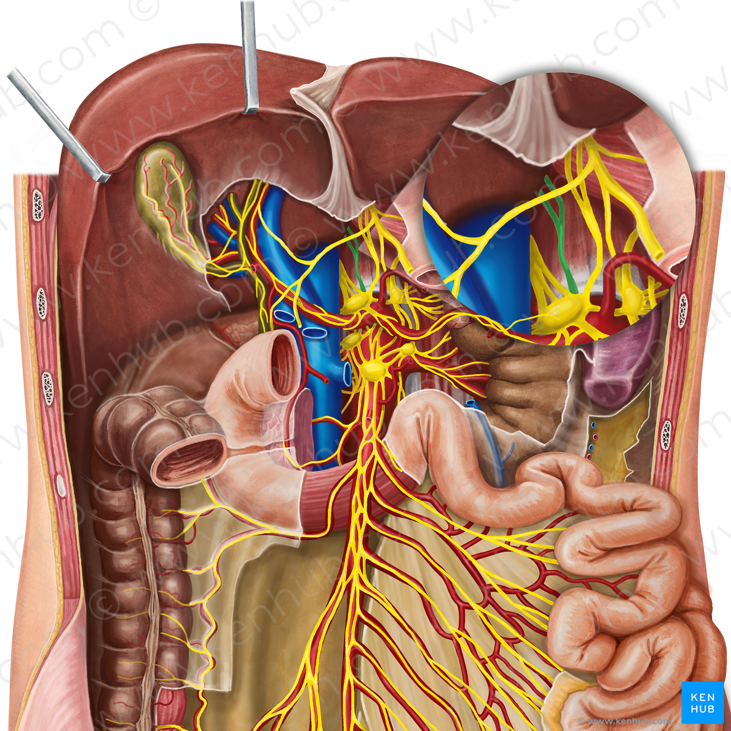 Celiac branches of posterior vagal trunk (#12891)